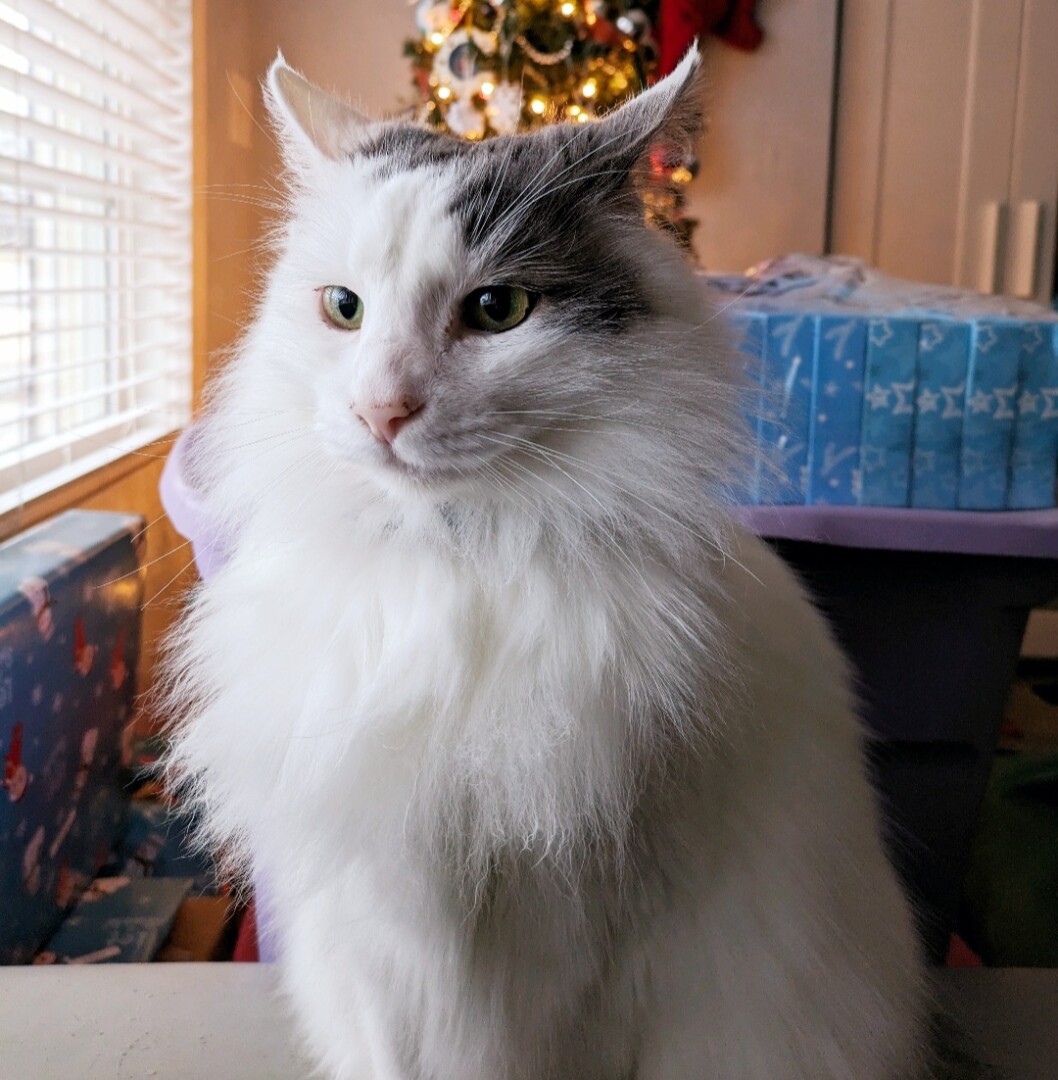 Lost pet Chandler — last seen in Kannapolis, NC
