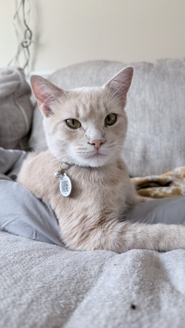 Lost pet Freya — last seen in Newport News, VA