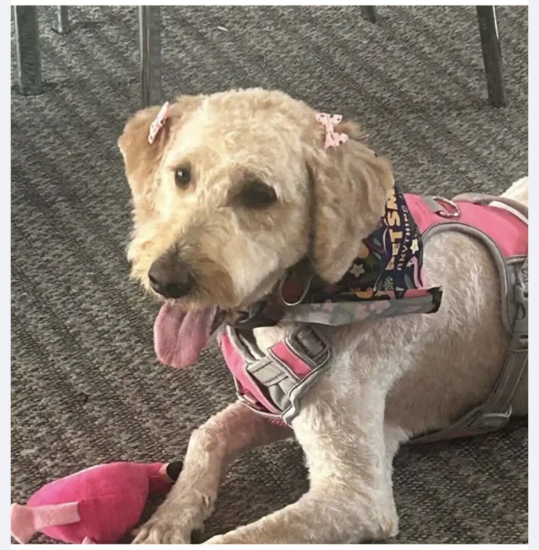 Lost pet Rossi — last seen in Auburn, WA