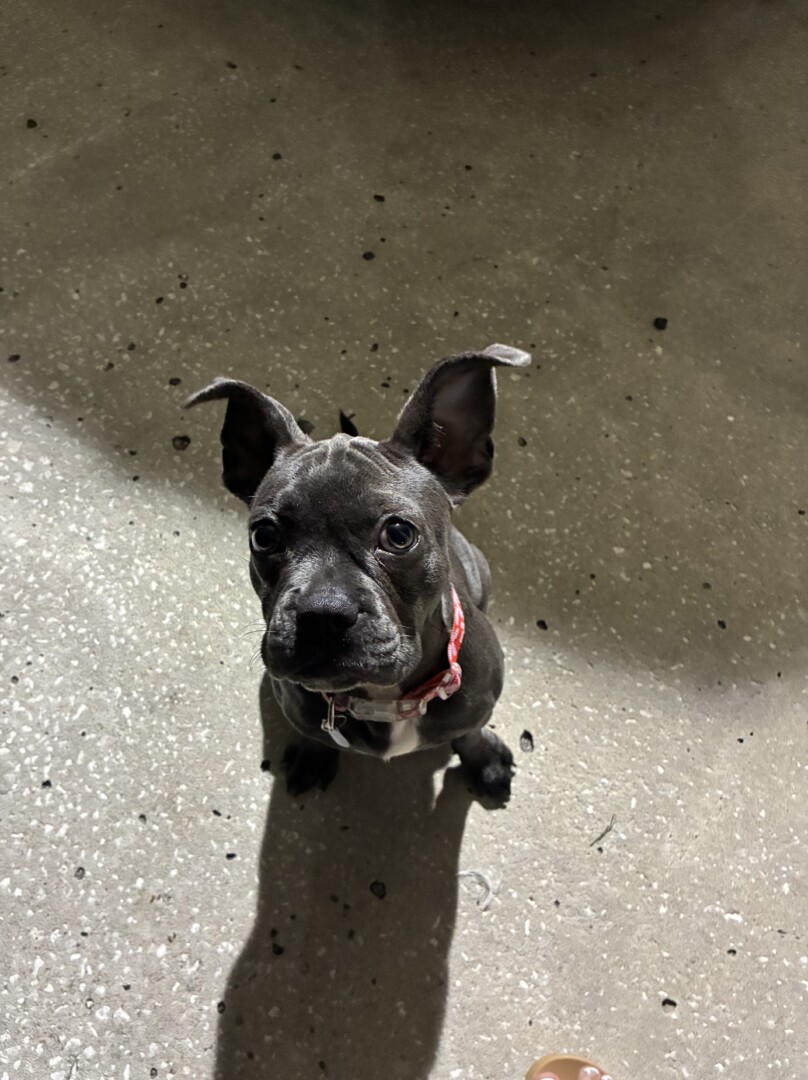 Lost pet Kookie — last seen in Zephyrhills, FL