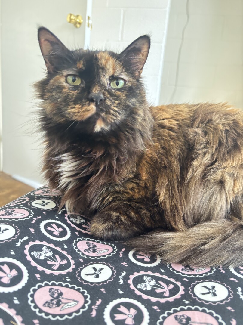 Lost pet Sierra — last seen in Virginia Beach, VA