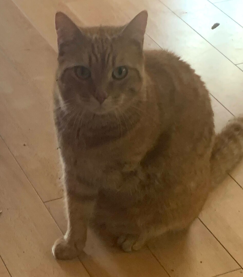 Lost pet Do — last seen in Dade City, FL