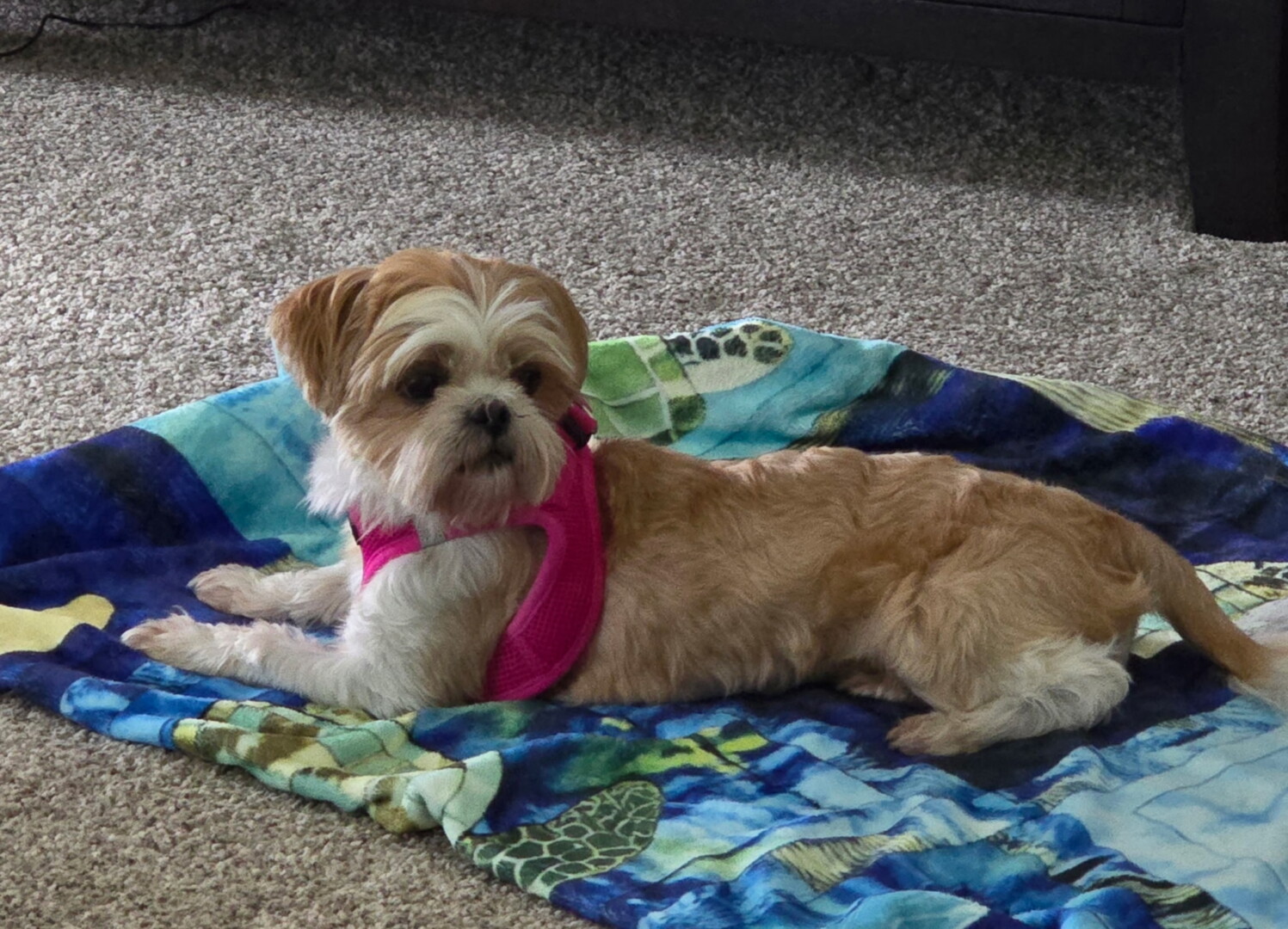 Lost pet Sushi — last seen in Dade City, FL