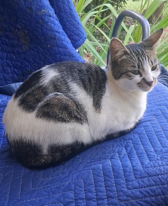 Lost pet Pecan Pie — last seen in Olympia, WA