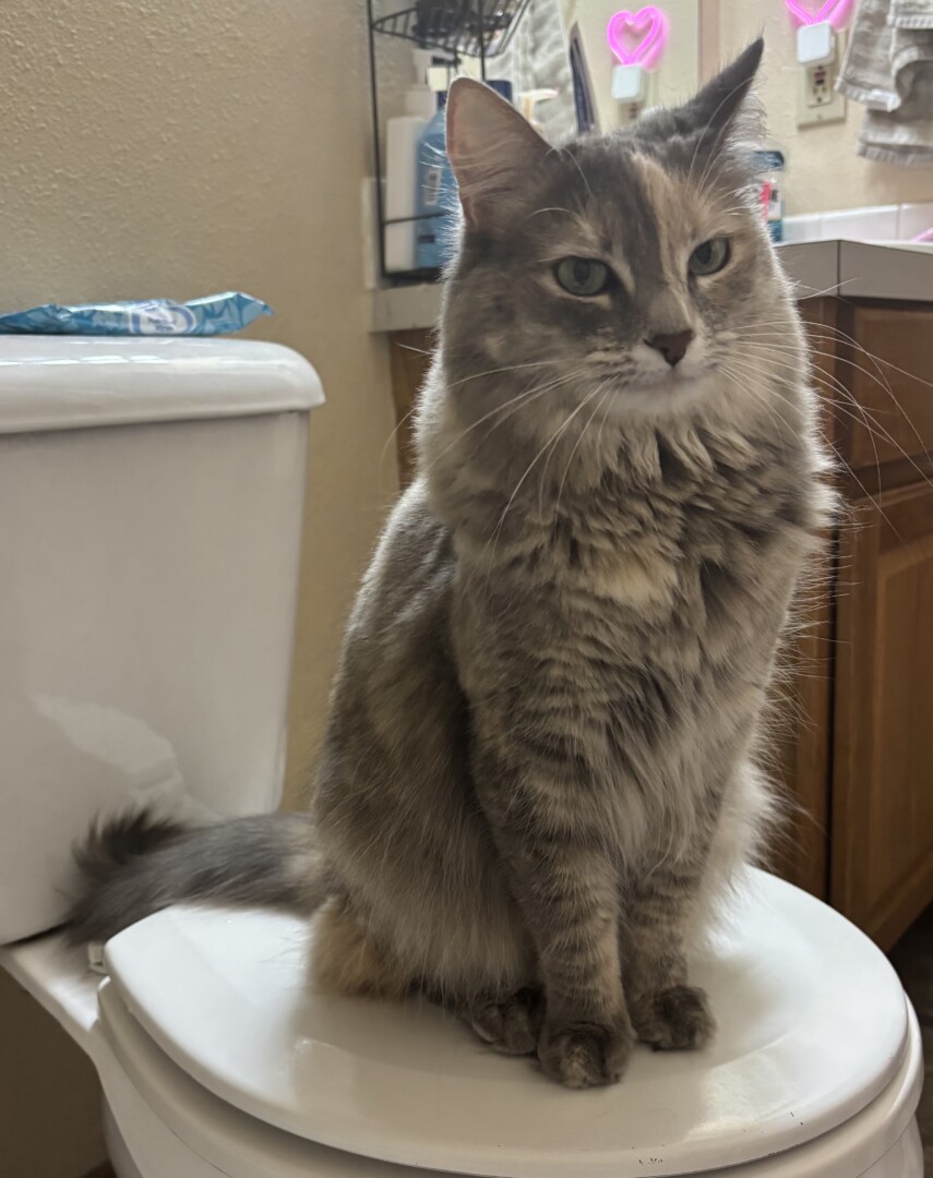 Lost pet Opal — last seen in Stillwater, OK