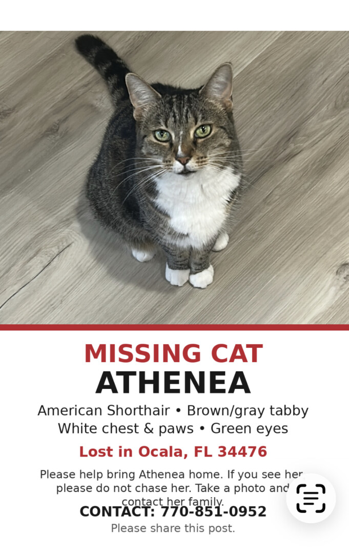 Lost pet Athenea — last seen in Ocala, FL