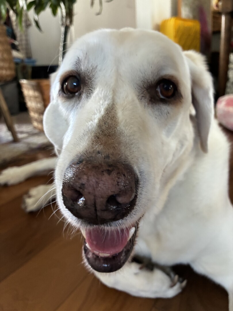 Lost pet Isabella — last seen in San Luis Obispo, CA