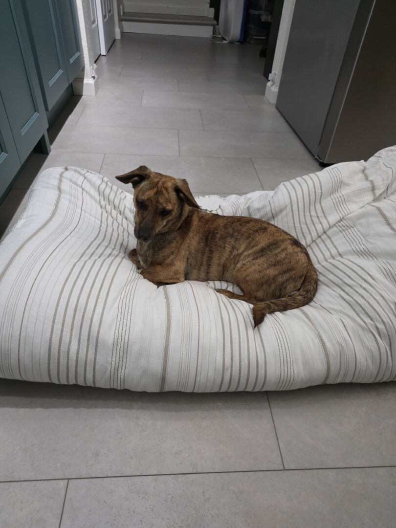 Lost pet Clyde — last seen in Tacoma, WA