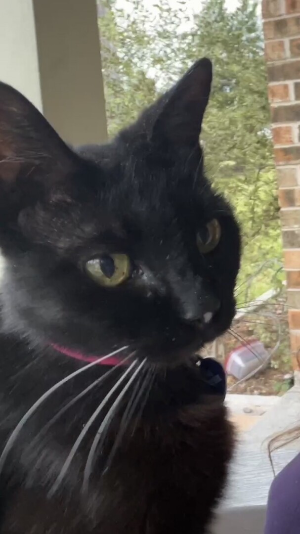 Lost pet Daisy — last seen in Conroe, TX