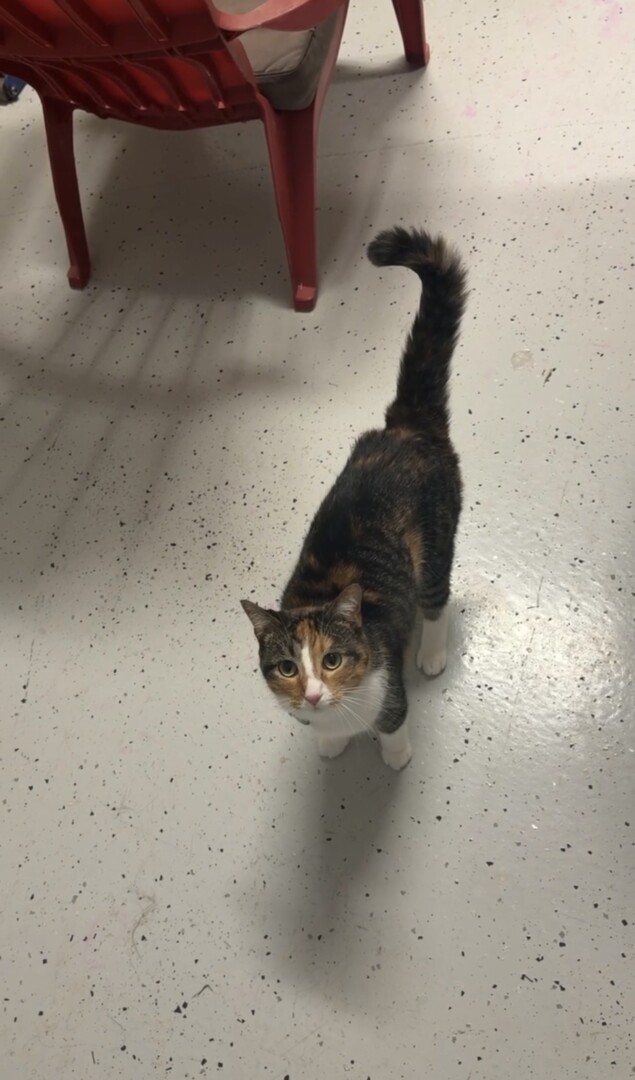 Lost pet Cheesecake — last seen in Wesley Chapel, FL