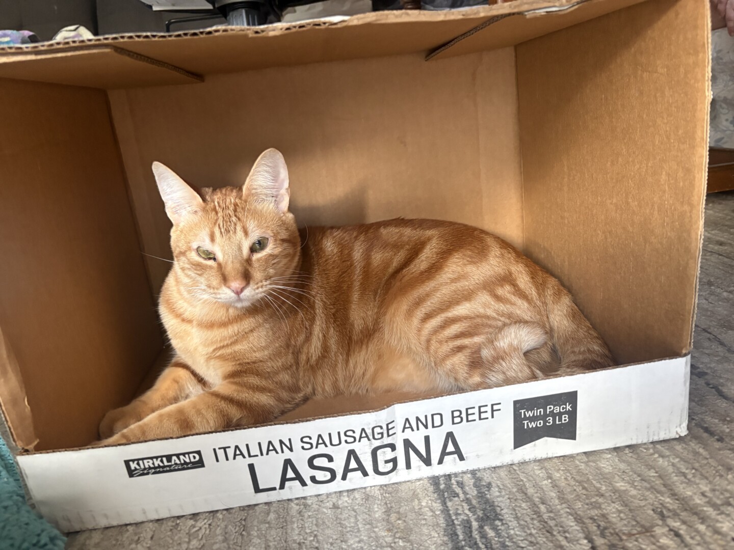 Lost pet Steve — last seen in Renton, WA