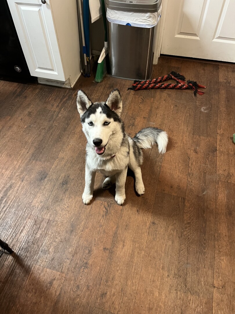 Reunited pet Misty