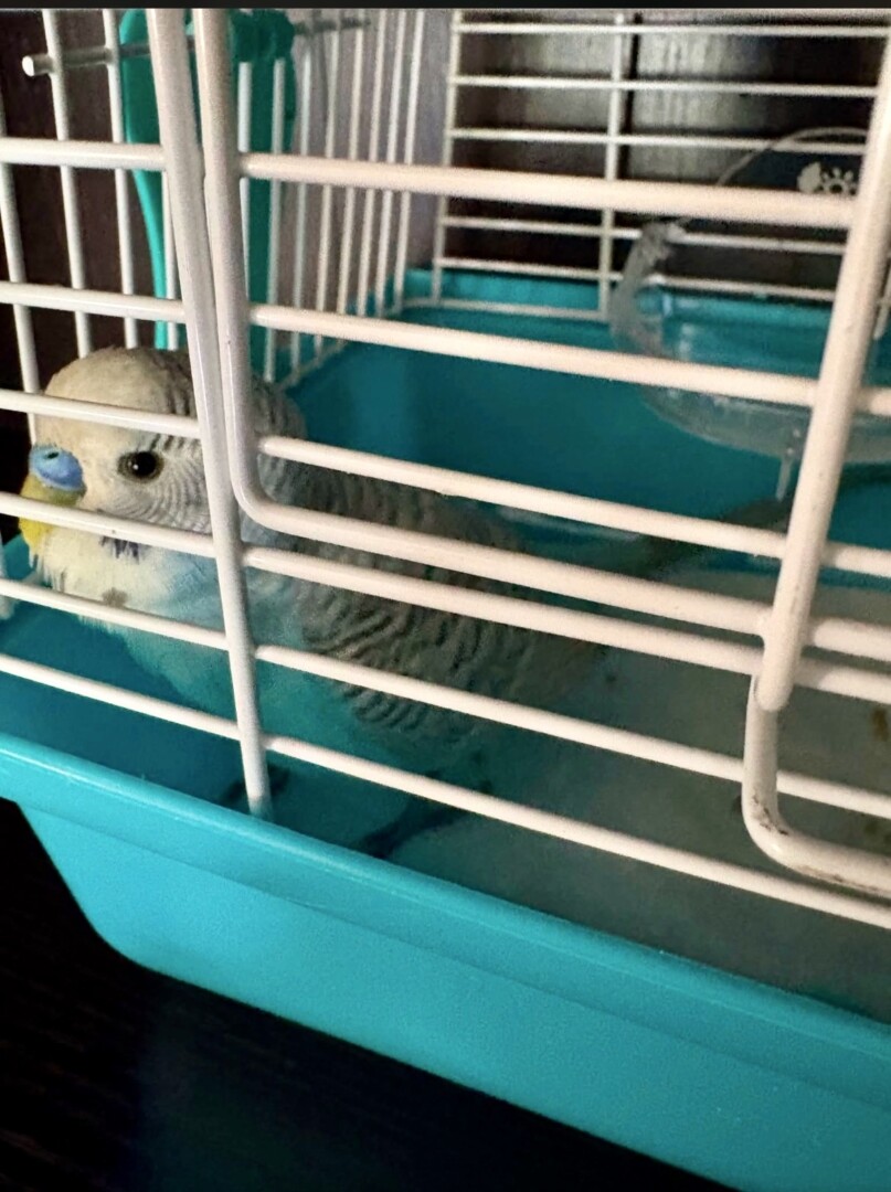Lost pet Found Bird — last seen in Loma Linda, CA