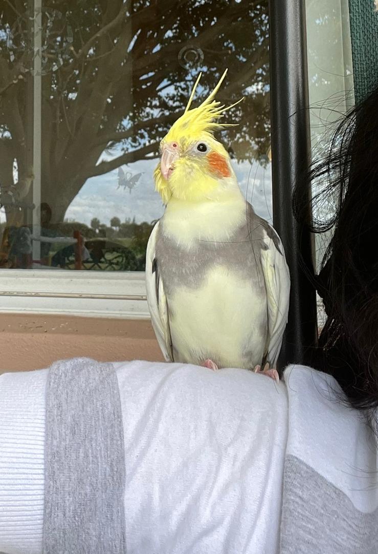 Lost pet Willow — last seen in Pembroke Pines, FL