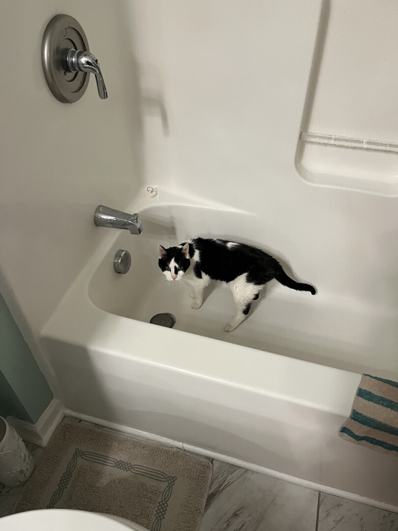 Lost pet Lucy — last seen in Dover, DE