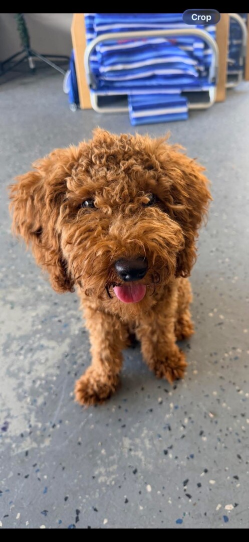 Bentley