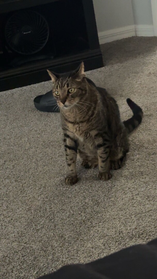 Lost pet Optimus — last seen in New Port Richey, FL