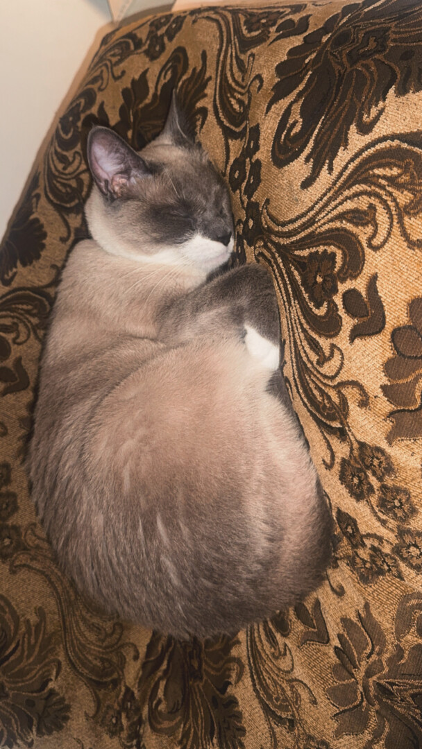 Lost pet Cutie — last seen in San Diego, CA