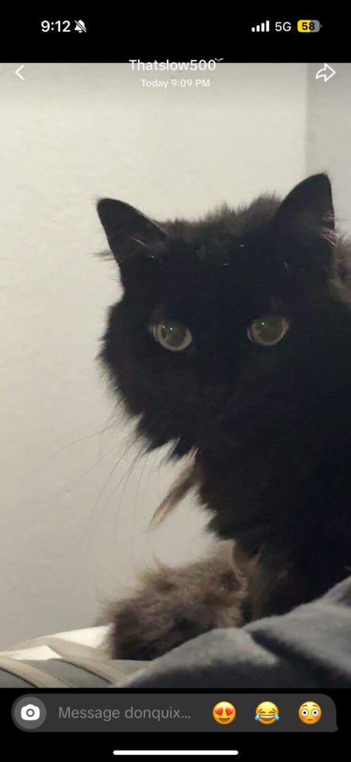 Lost pet Stoney — last seen in Bayonet Point, FL
