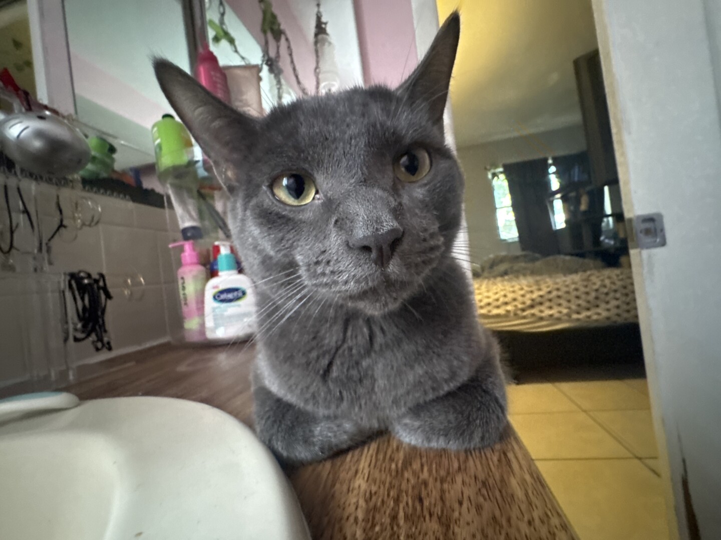 Lost pet Vader — last seen in Port Richey, FL