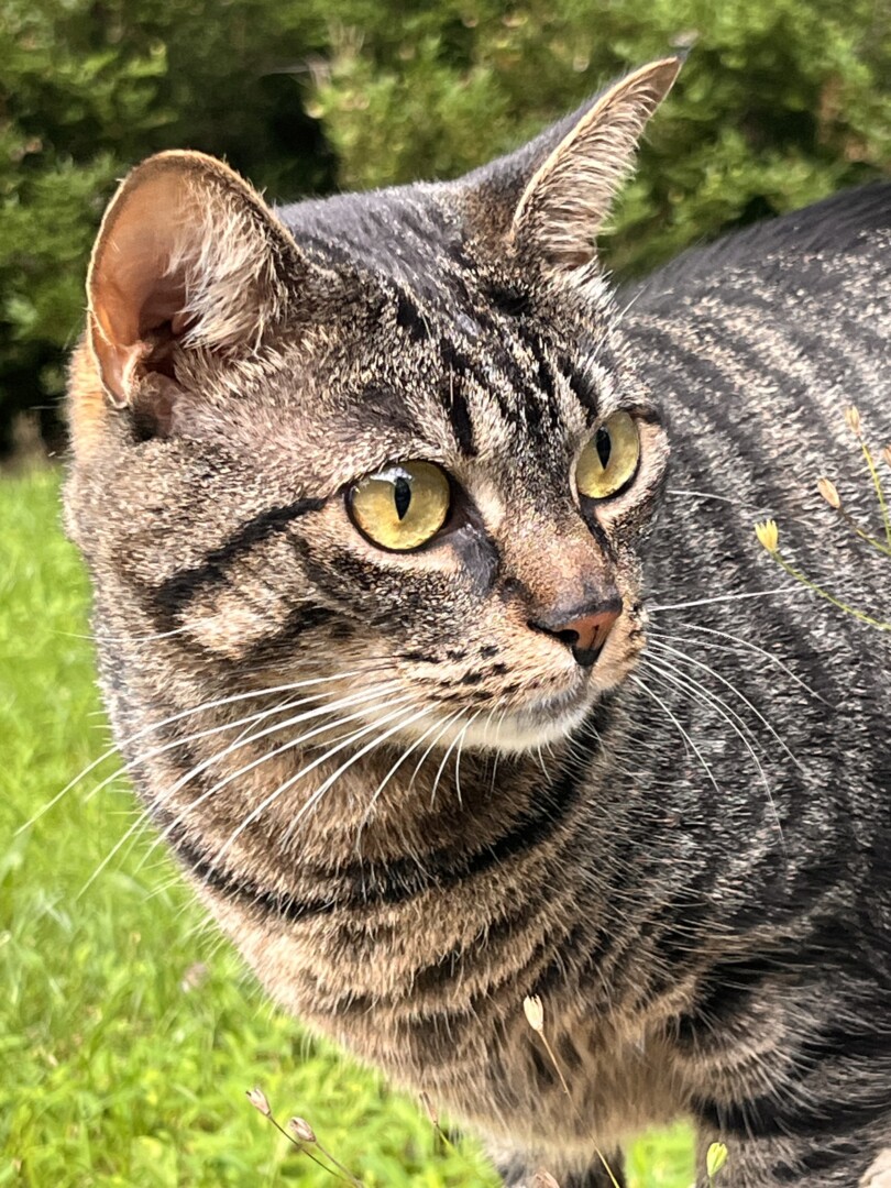 Lost pet Cardamom — last seen in Stroudsburg, PA