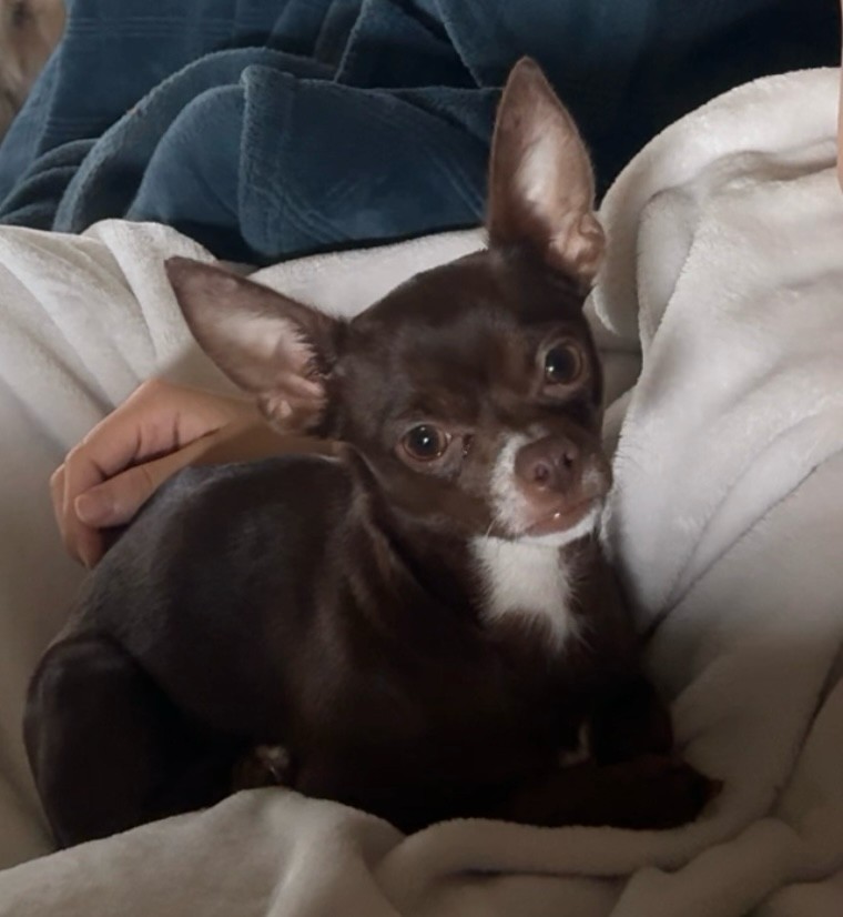 Lost pet Penny — last seen in San Benito, TX