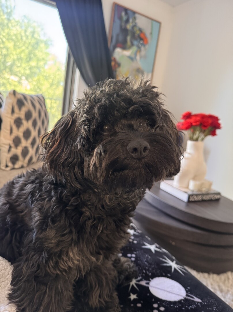 Lost pet Jackson — last seen in The Bronx, NY