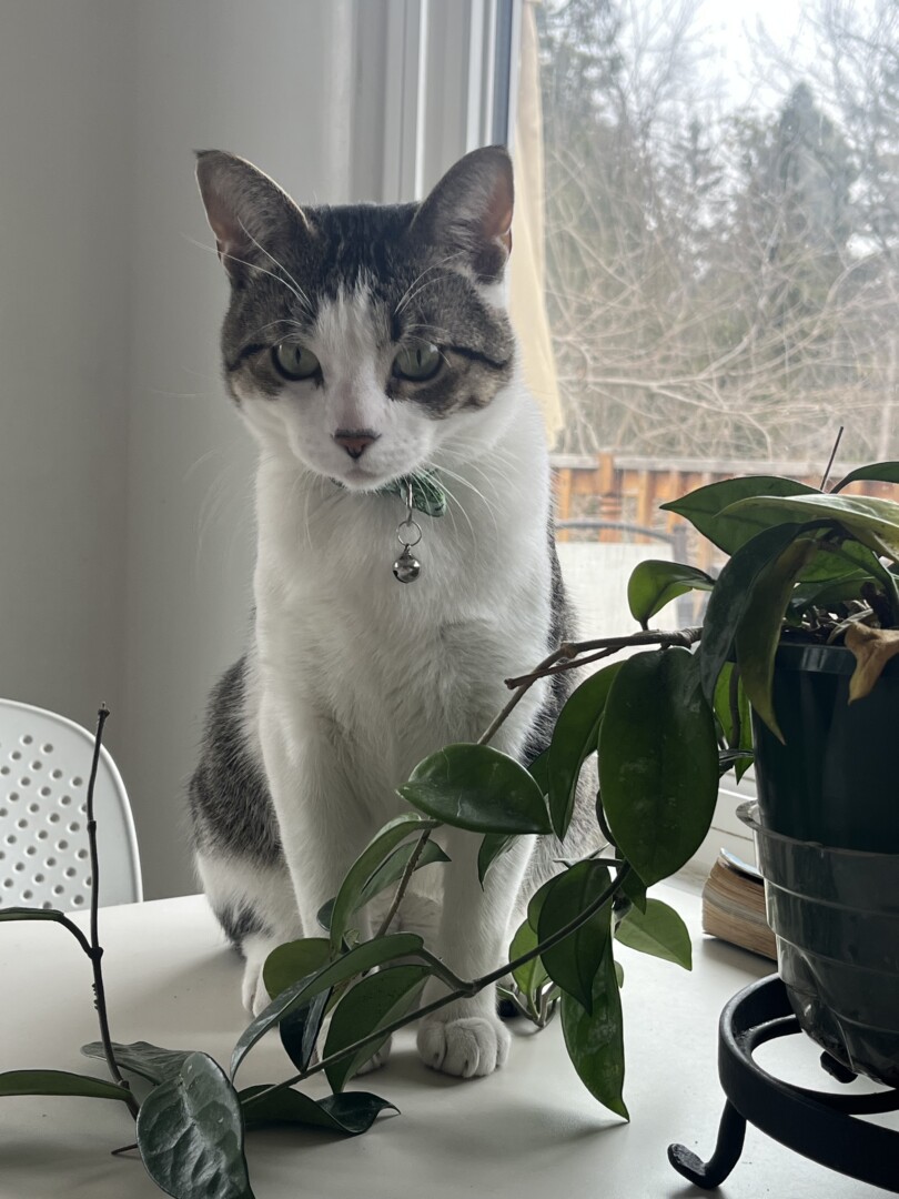 Reunited pet Toby