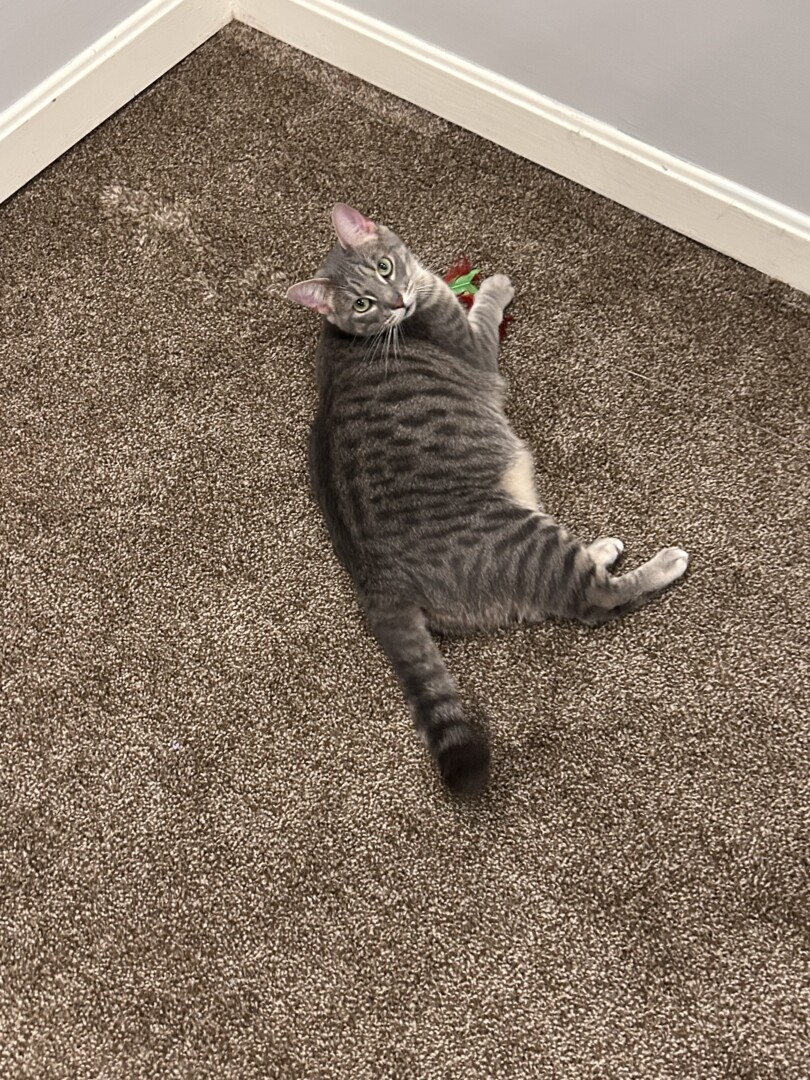 Lost pet Bella — last seen in Woburn, MA