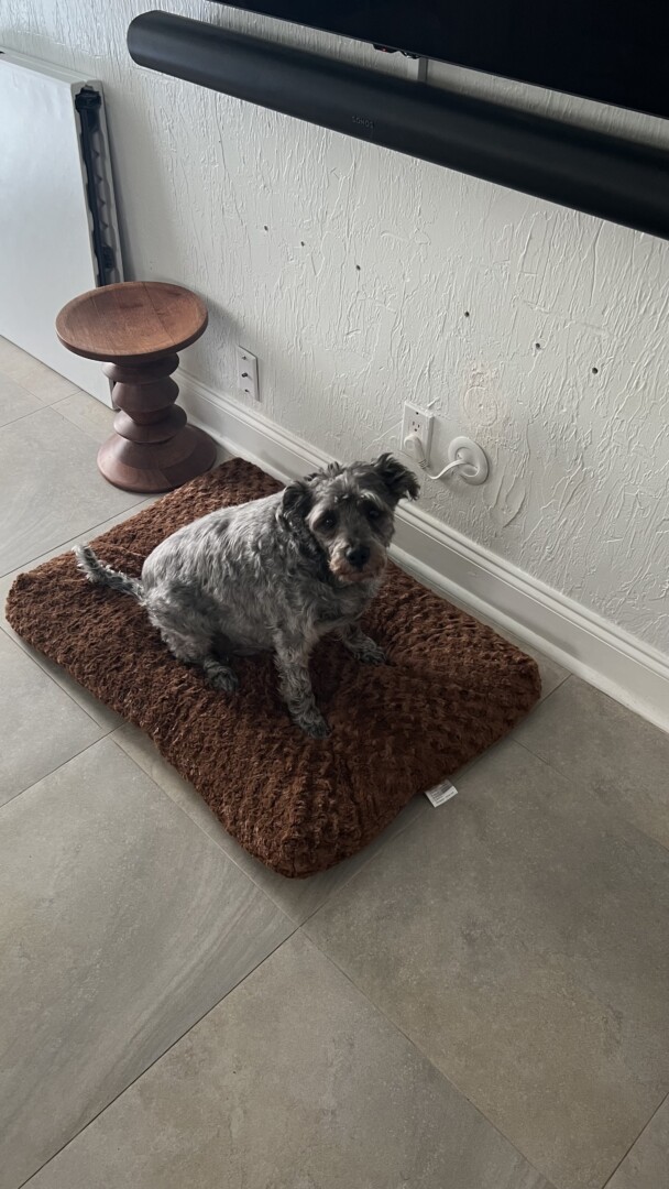 Lost pet Lukas — last seen in Fort Lauderdale, FL