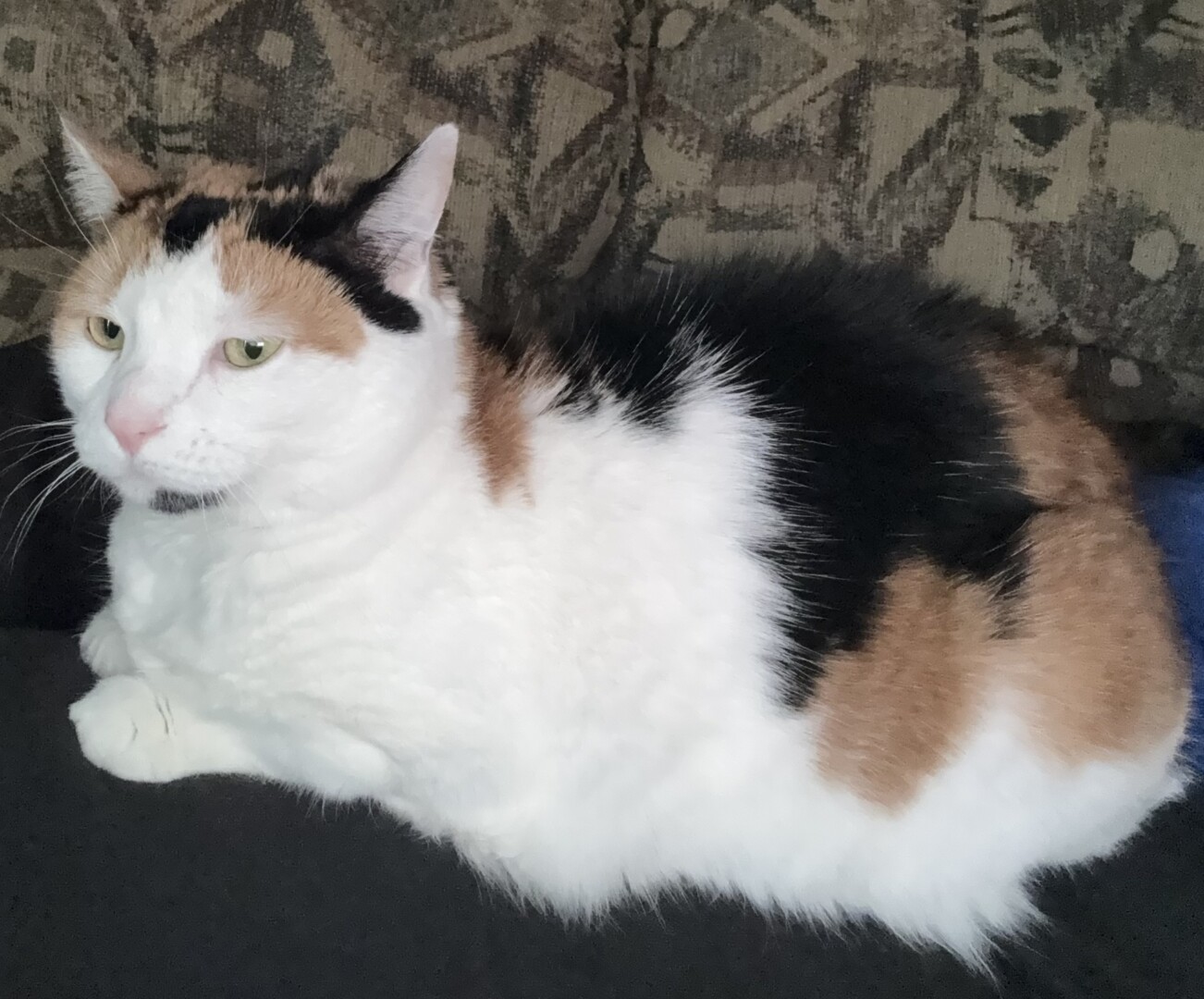 Lost pet Cali — last seen in Manchester, MD