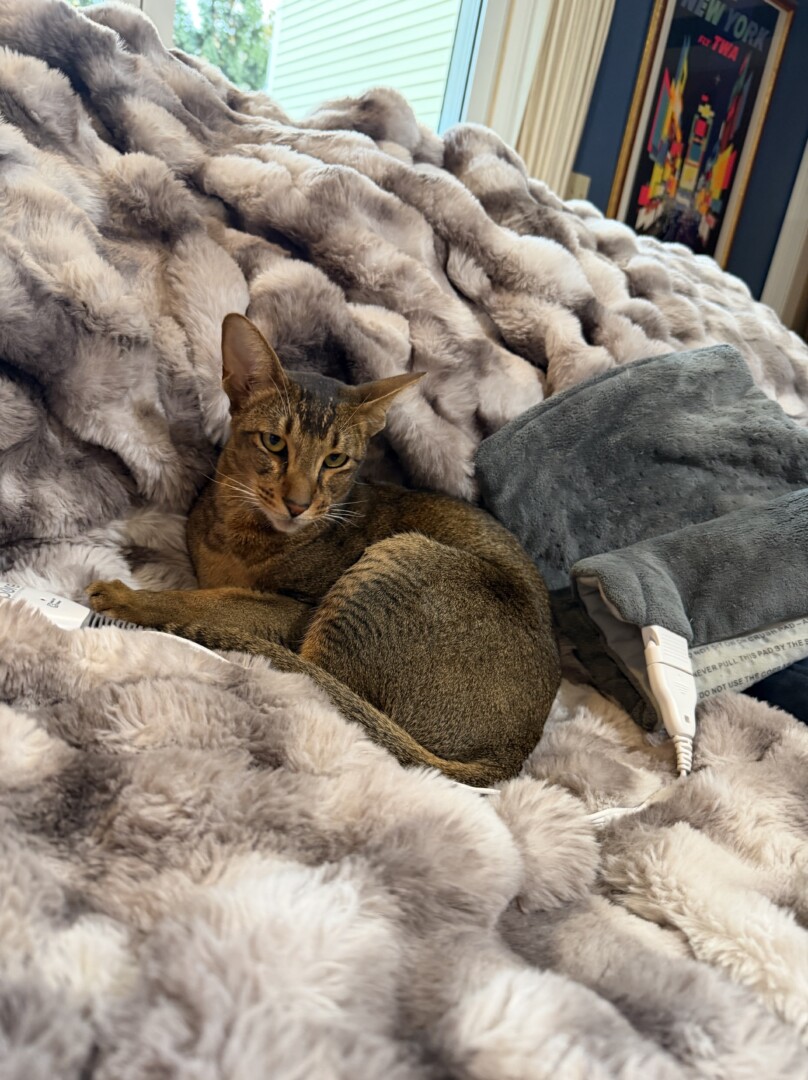 Lost pet Pish Pish — last seen in New Canaan, CT