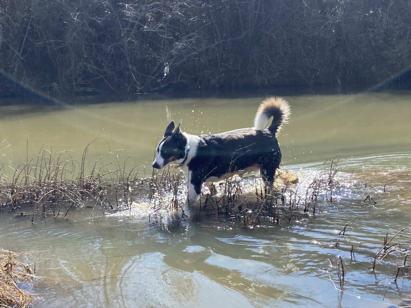 Lost pet Skye — last seen in Land O' Lakes, FL