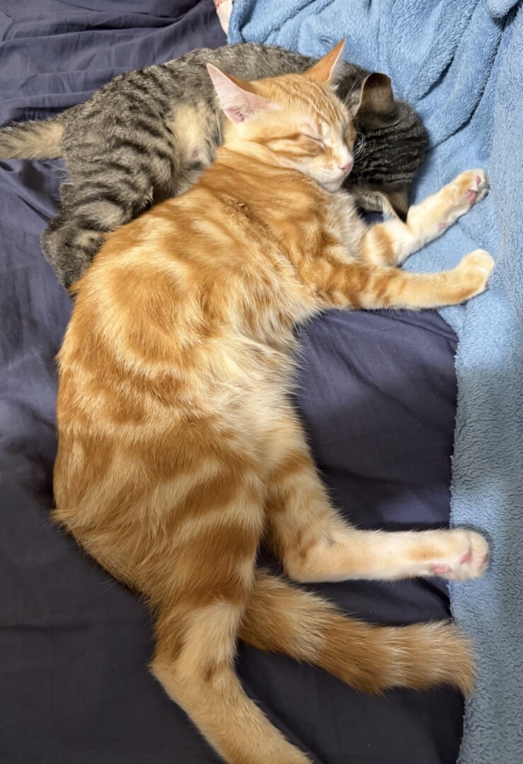Simba