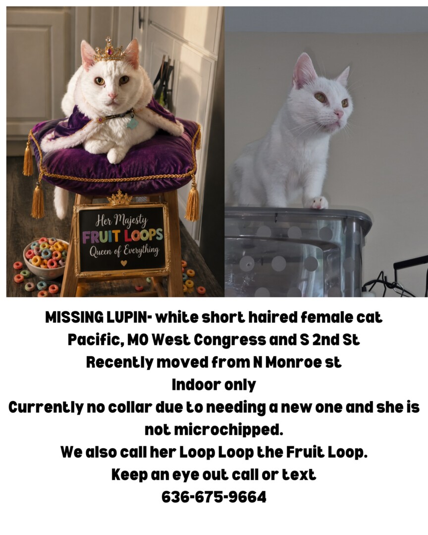 Lost pet Lupin — last seen in Pacific, MO