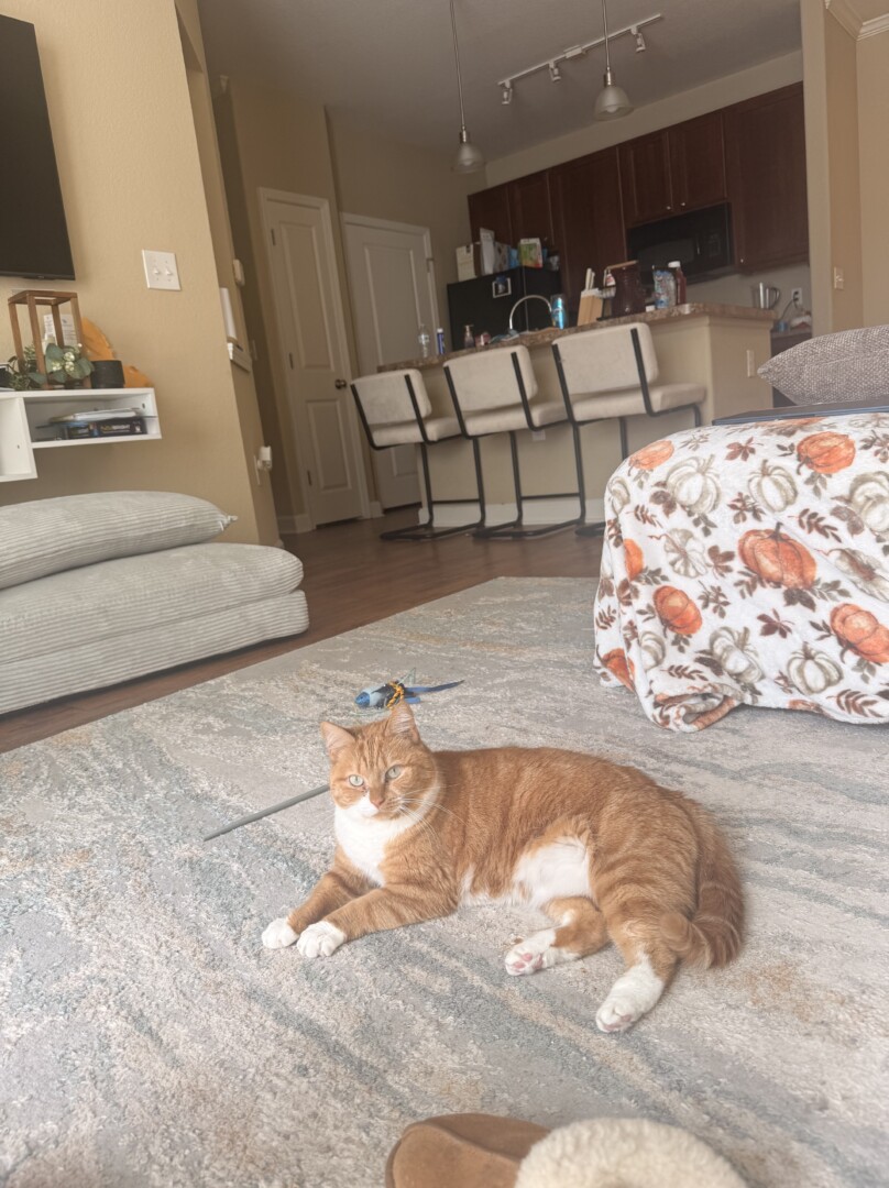 Lost pet Penelope — last seen in Raleigh, NC