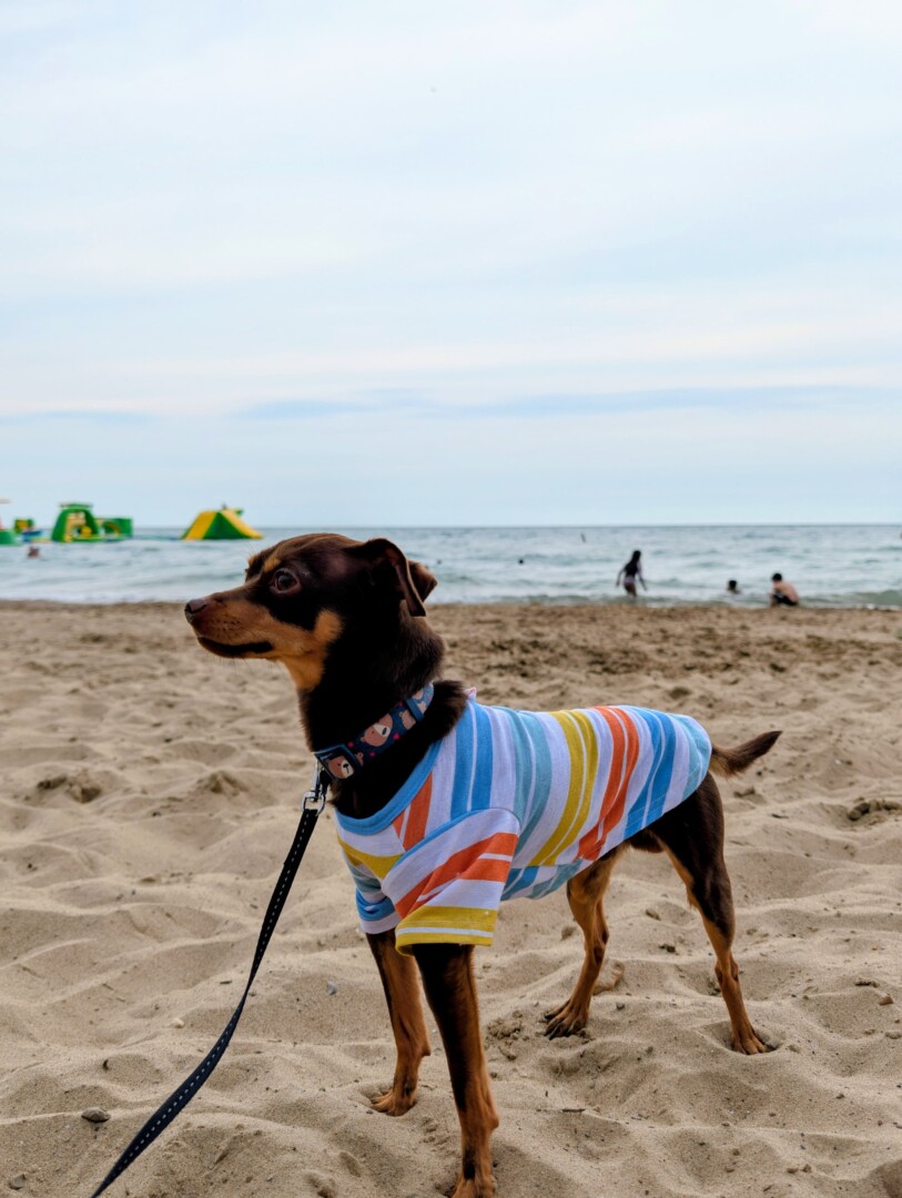 Lost pet Santiago — last seen in Chicago, IL