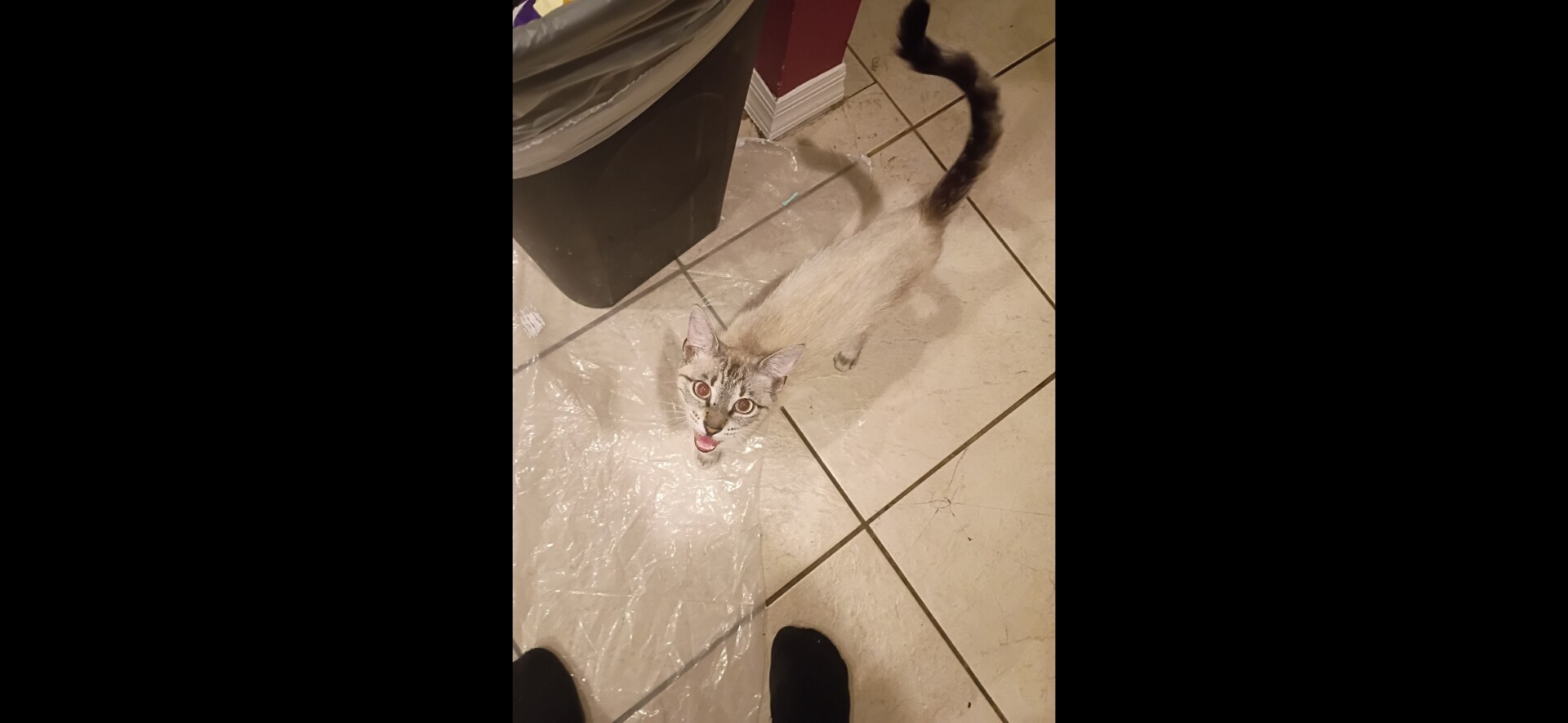Lost pet Serenity — last seen in Holiday, FL