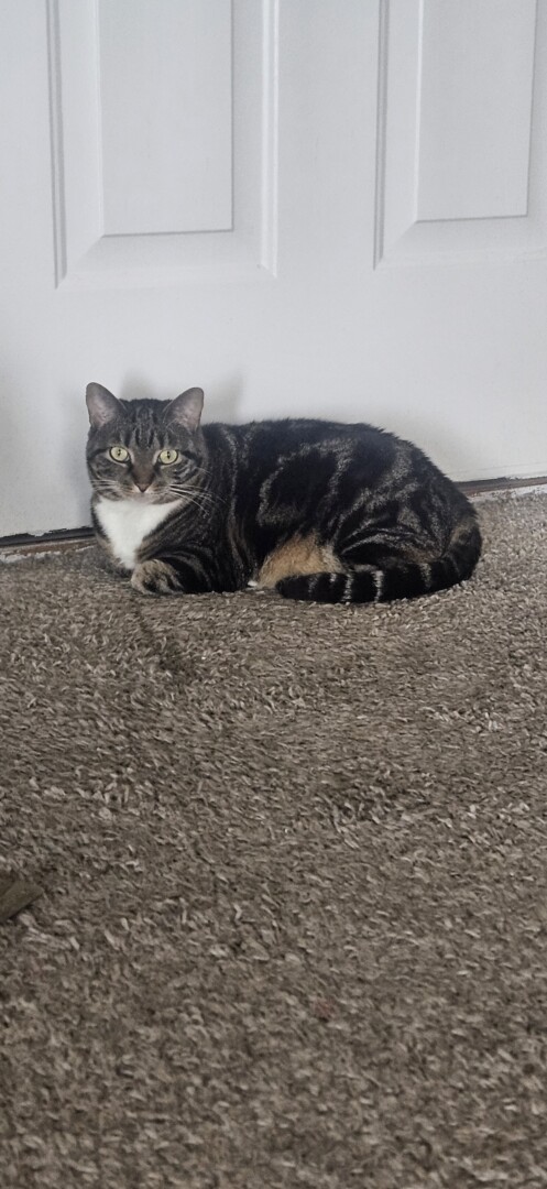 Lost pet Trixie — last seen in Bessemer, AL