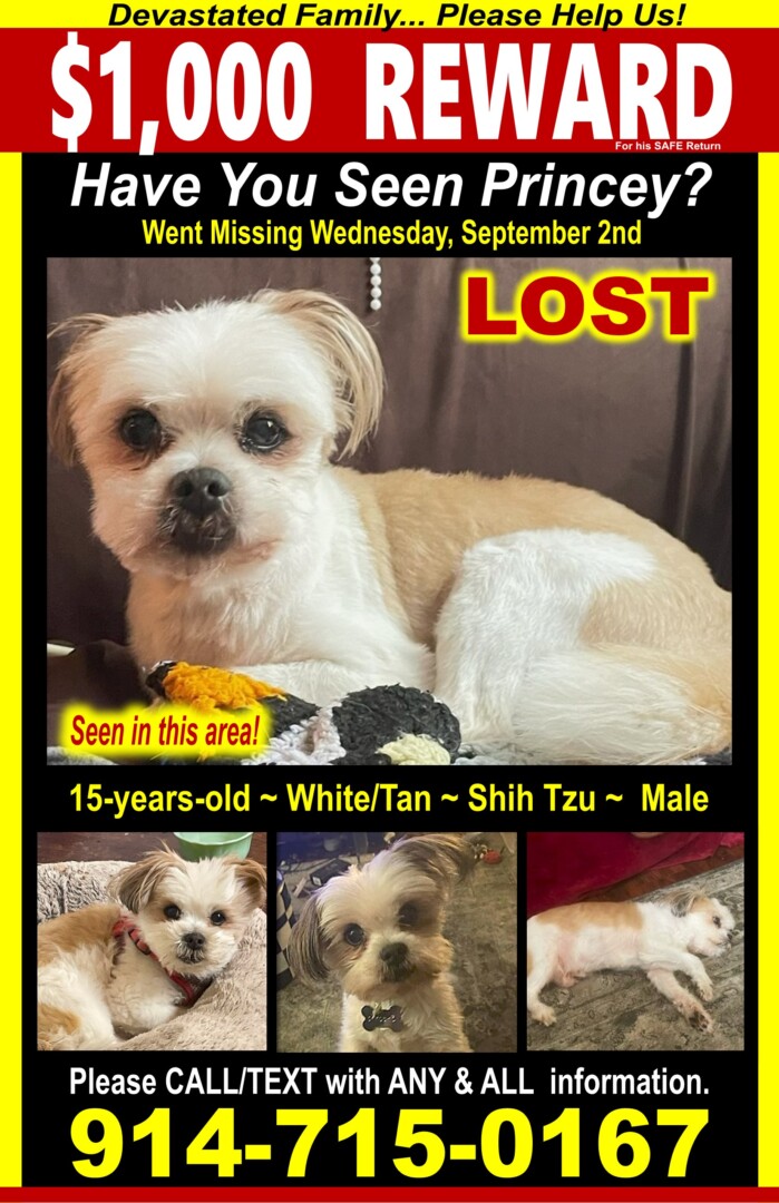 Lost pet Princey — last seen in Kansas City, MO