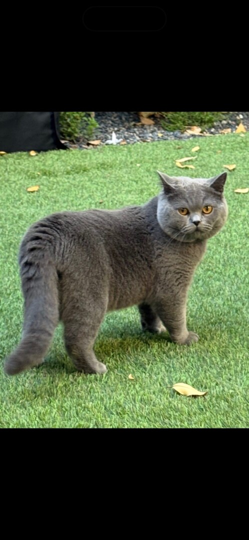 Lost pet Diego — last seen in Redwood City, CA