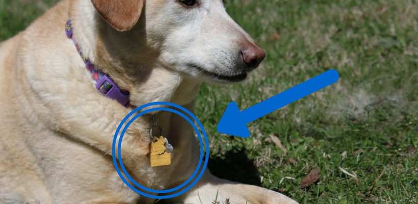 dogtags