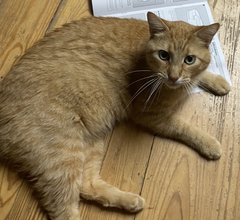 Lost pet Monster — last seen in Ocala, FL
