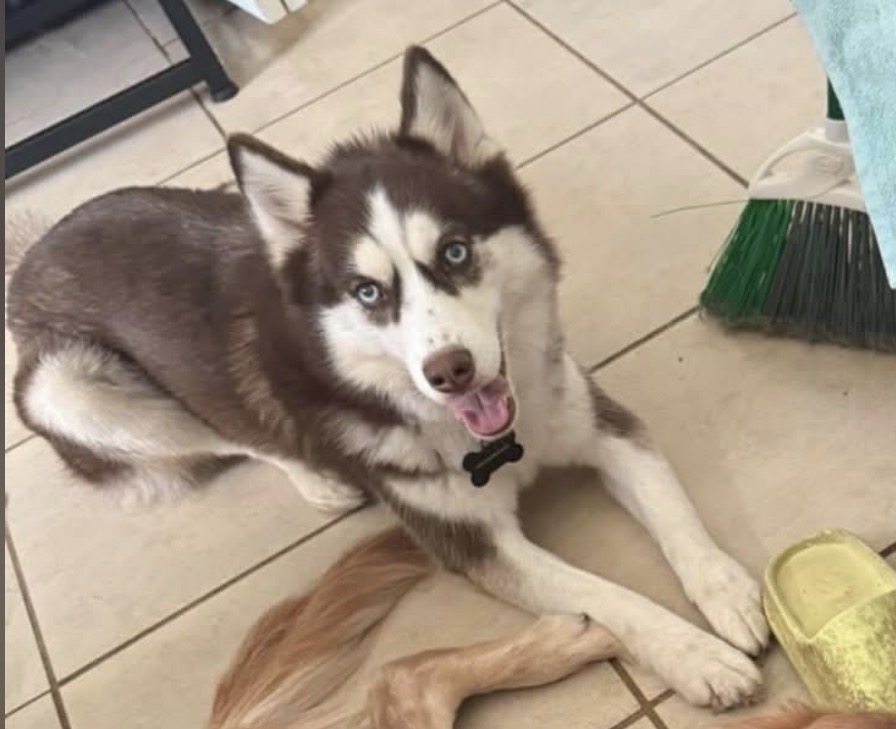 Lost pet Nova — last seen in Spring Hill, FL