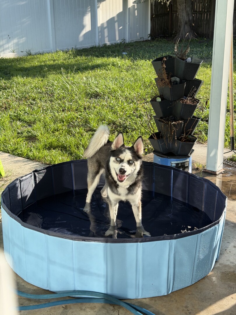Reunited pet Shadow