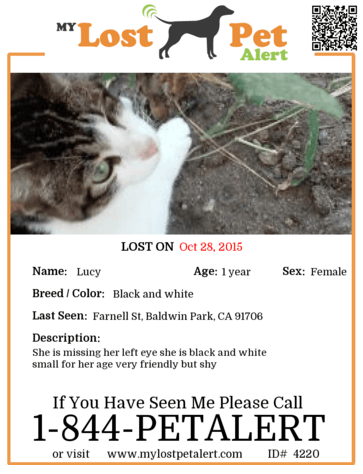 lostpet-flyer-example