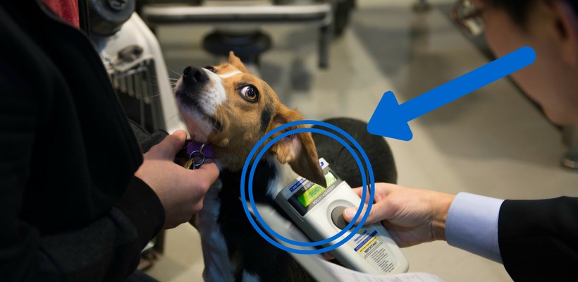 microchip