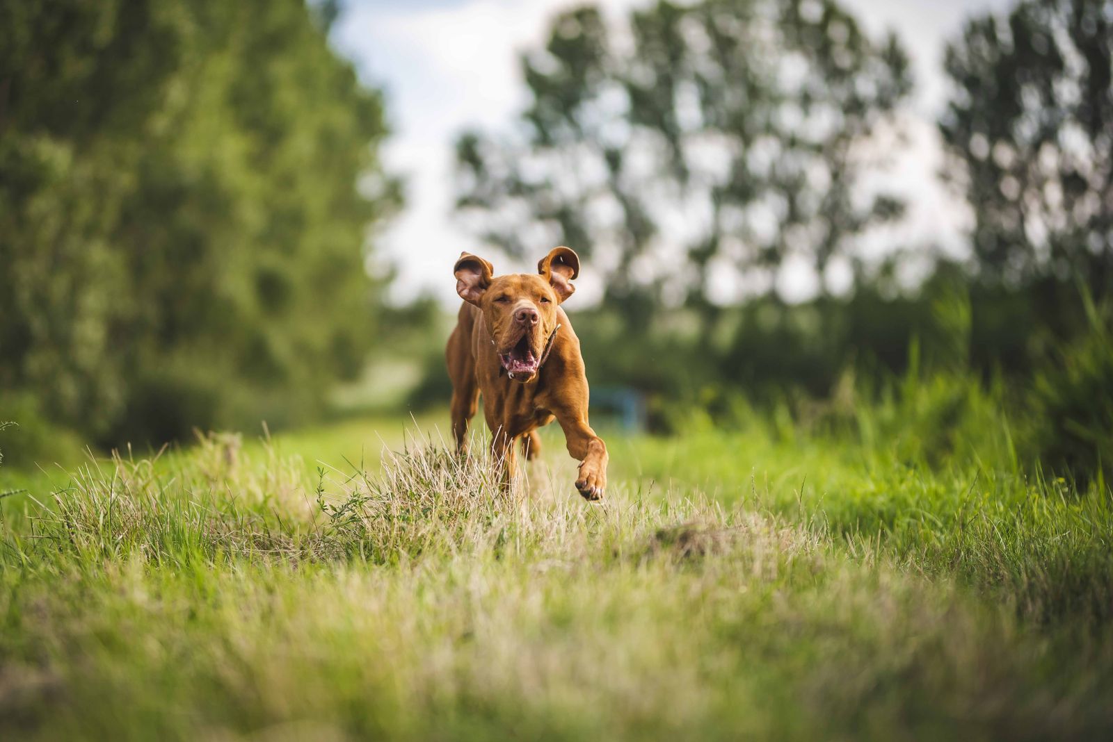 Happy dog running through a field