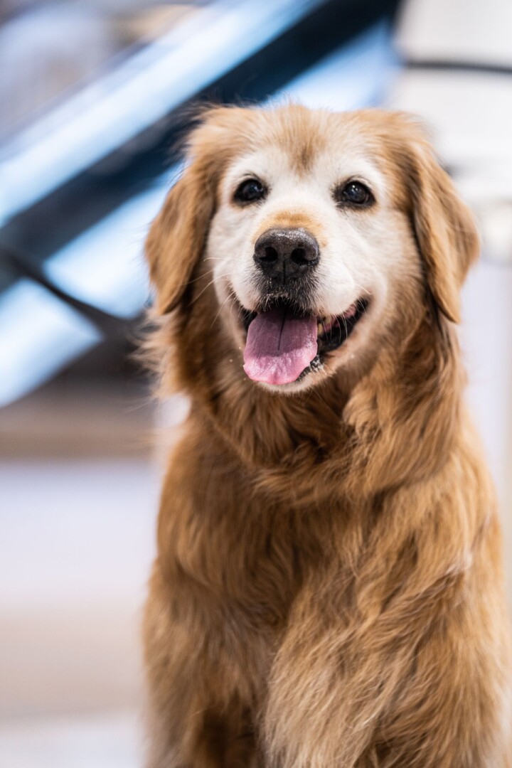 Happy dog outdoors