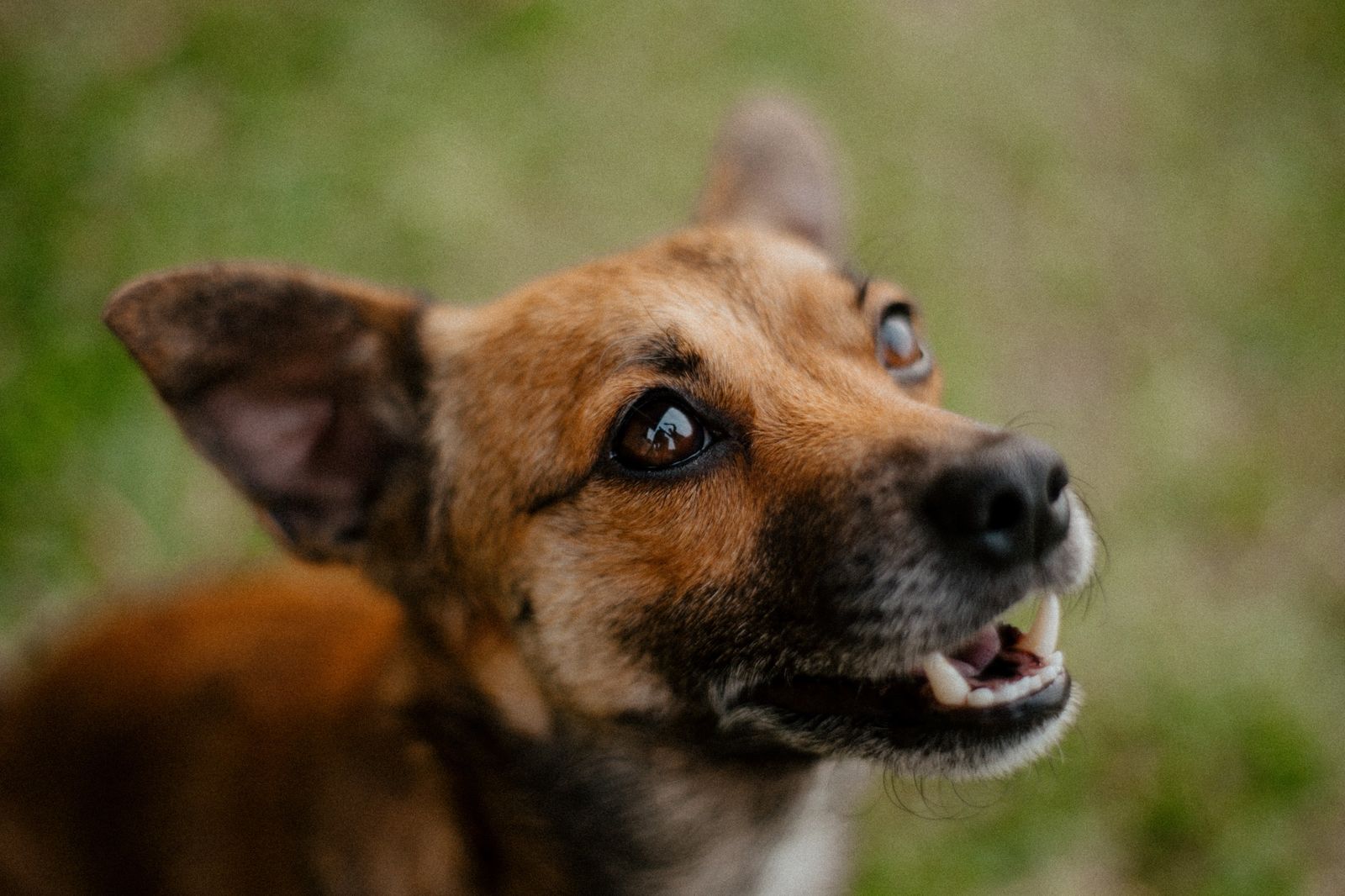 Alert dog outdoors